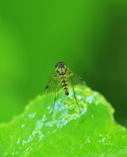 Réf. 243 749 : Chrysopilus asiliformis